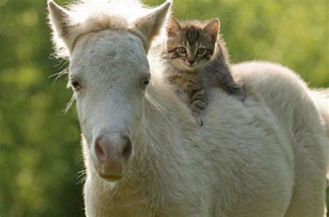 10 Unusual Animal Friendships