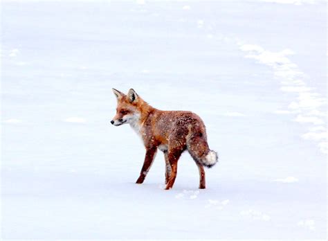 Red Fox On Frozen Lake Stacy Woolhouse Flickr