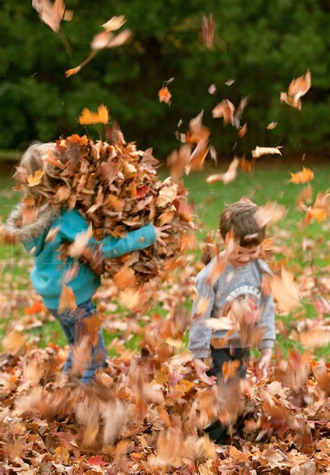 Kids Playing In Fall Leaves Mira Images