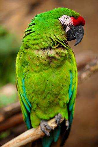 30k Green Parrot Pictures Download Free Images On Unsplash