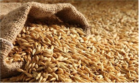 Вече купуваме зърно онлайн | Цвете