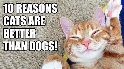 10 Reasons Why Cats Are Better Than Dogs Youtube