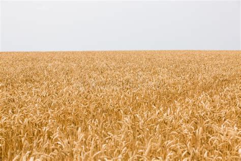 Harvesting Wheat At An Agricultural Enterprise Stock Photo Image Of