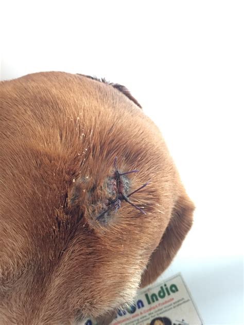 My Dog Stitches 5 Days Back But I See That Two Of His Stitches Are
