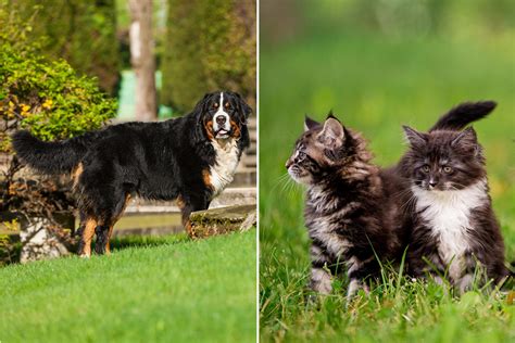 Tiny Kittens Chasing Huge Dog on Texas Farm Is Guaranteed to Make You Smile