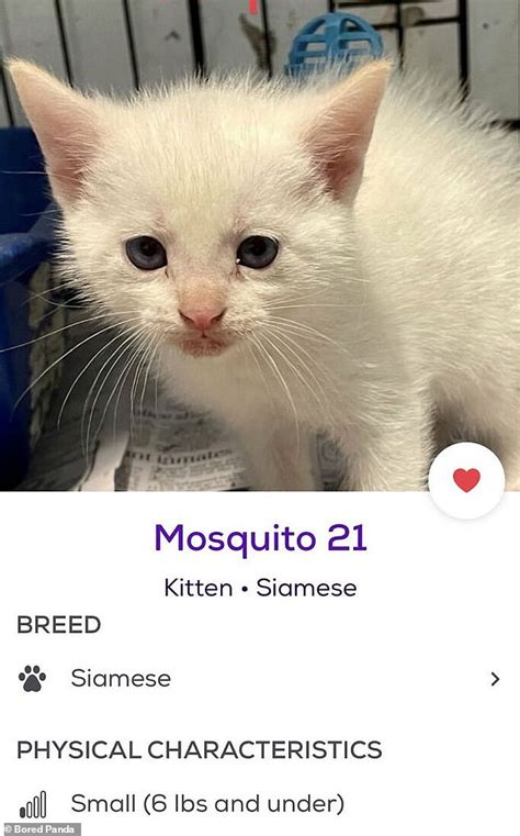 Hilarious Monikers Found By Twitter Page Petfinder Names Include A