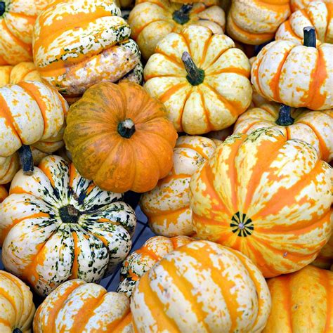 12 Types Of Winter Squash And How To Use Them Taste Of Home