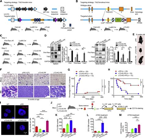 Trib3 Promotes Apl Progression Through Stabilization Of The Oncoprotein