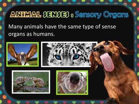 Animal Senses Ppt Download