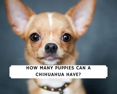 Top 17 How Many Puppies Does Chihuahua Have 2022