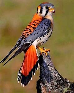 Most Beautiful Birds Pretty Birds Bird Pictures Animal Pictures