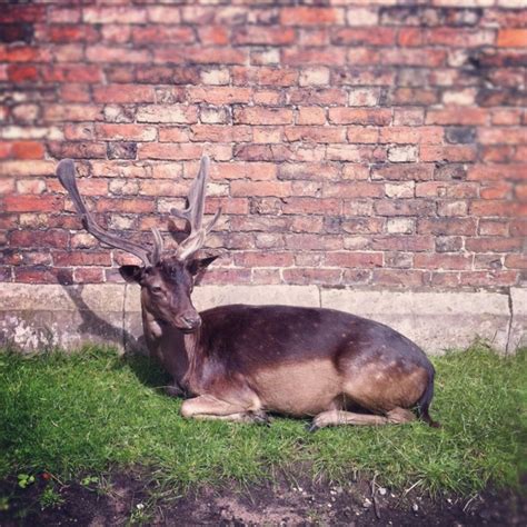 Fallow Deer Dunham Massey Kingdom Of Great Britain Fallow Deer