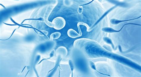 The Sperm Process Austin Fertility And Reproductive Medicine