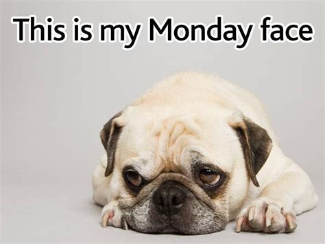 This Is My Monday Face Mondayblues Petpoolwarehouse Monday Face
