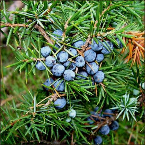 Common Juniper Black Juniperus Communis Dried Fruit 1000g