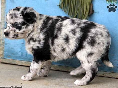 The german shepherd husky mix is a mixed dog breed between the german shepherd and the siberian husky. Australian Shepherd Husky Mix Puppies For Sale | PETSIDI