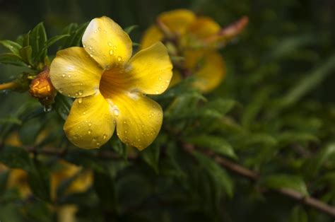 Yellow Flower Blossoms Smithsonian Photo Contest Smithsonian Magazine