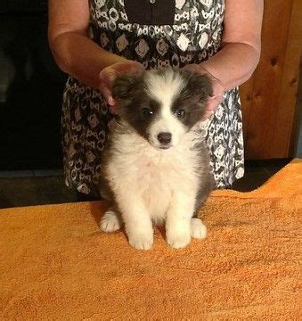 It was a completely unplanned one! Litter of 5 Border Collie puppies for sale in MEADOWVIEW ...