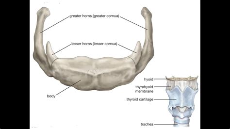Two Minutes Of Anatomy Hyoid Bone Youtube