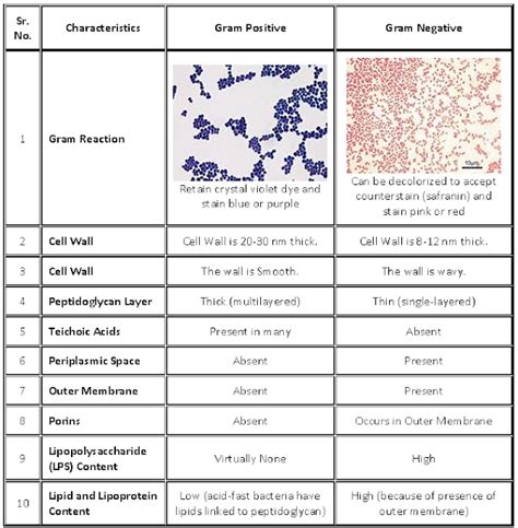 Difference Between Gram Positive And Gram Negative Bacteria