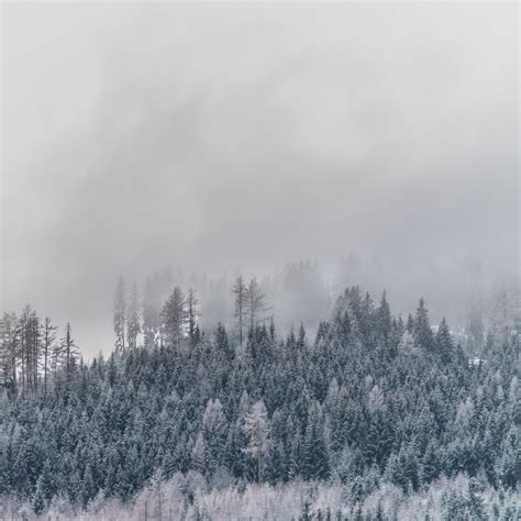 Foggy Snow Wallpapers 4k Hd Foggy Snow Backgrounds On Wallpaperbat