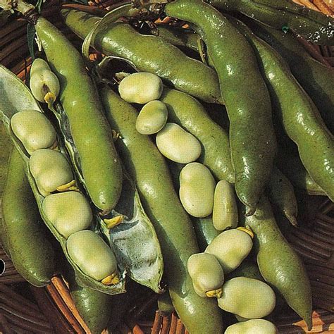 Buy Broad Bean The Sutton Vicia Faba Fava Beans Hardy Annual Vegetable Garden S Easy To Grow