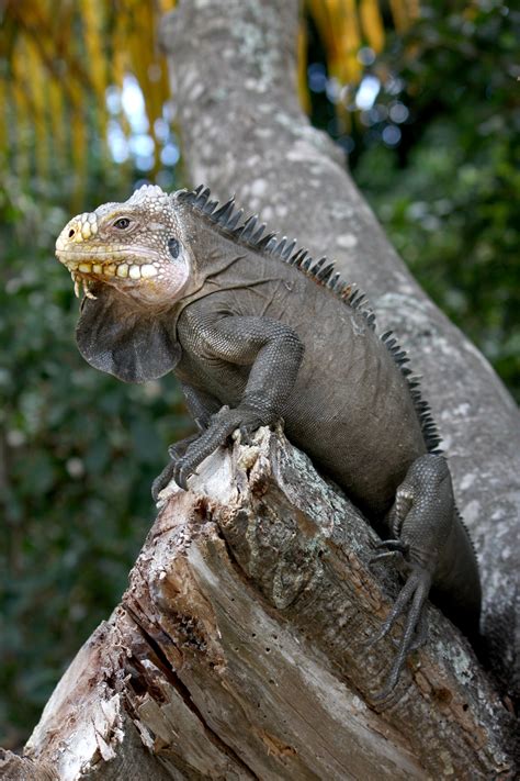 Iguanas can be reasonably small but generally speaking they aren't the best choice of a pet. Iguana - Wikiwand