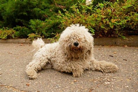13 Dogs That Look Like Mops