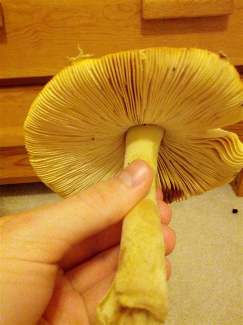 N Georgia Mushroom Ids Please Mushroom Hunting And Identification