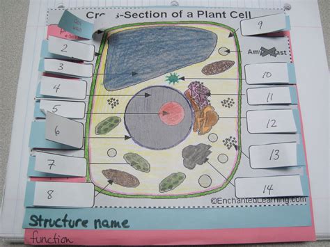 Cell Foldables Plant And Animal Cells Mccarter Biology Chapter 7