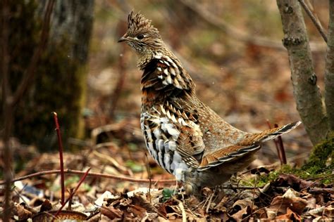 Ruffed Grouse Facts Habitat Diet Life Cycle Baby Pictures