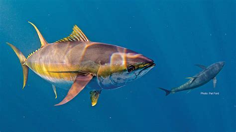 Yellowfin Tuna Alpha Predator Anglers Journal A Fishing Life