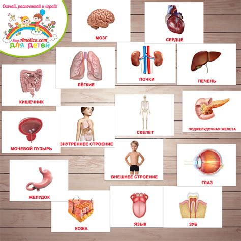 Внутренние органы человека фото с названиями для детей