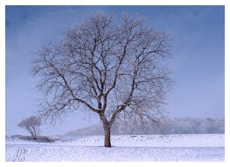 Bäume Im Winter Foto And Bild Landschaft Bäume Natur Bilder Auf