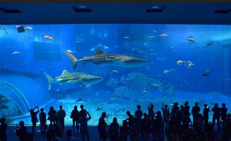 Osaka Aquarium Kaiyukan 2019 All You Need To Know Before You Go With