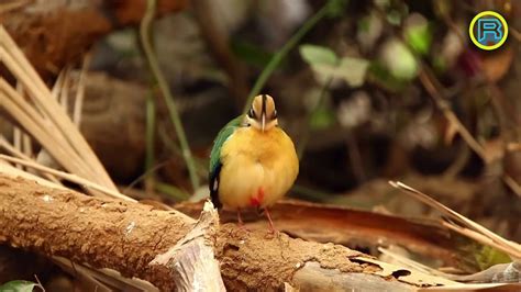 10 Most Beautiful Birds In India Wildlife And Nature3 Youtube