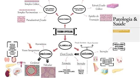 Mapa Mental Tecido Epitelial Histologia Tecido Epitelial Tecido Images