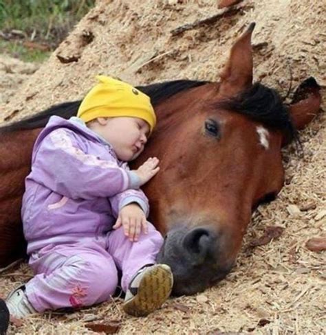 This Horse Is Letting This Youngster Sleeping With Him Cute Horses