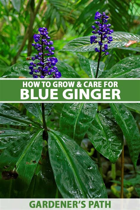 How To Grow And Care For Blue Ginger Plants Gardeners Path