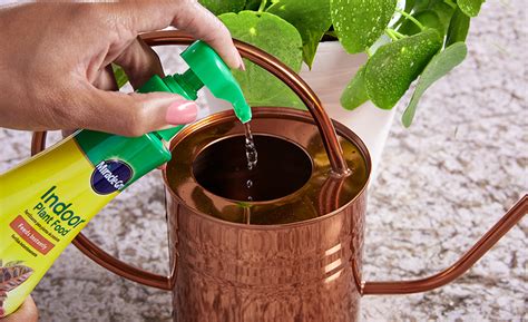 Maybe you would like to learn more about one of these? Pilea Peperomioides Care - The Home Depot