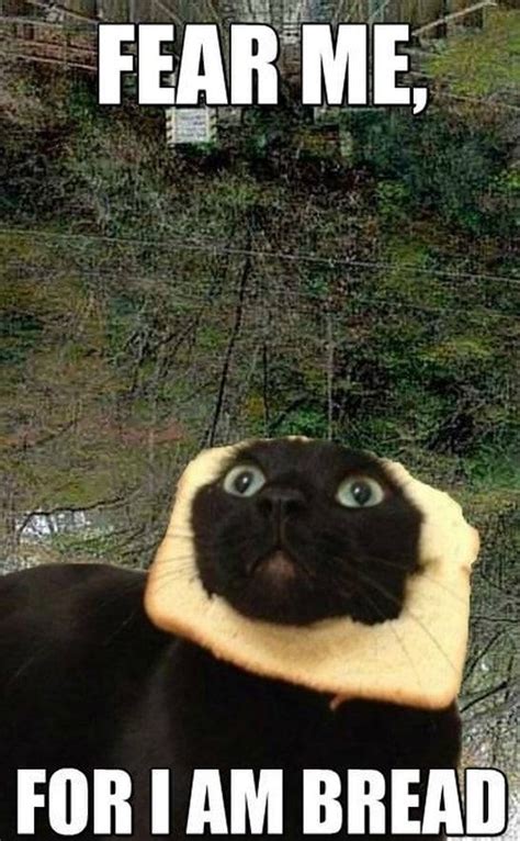 Meme Bread Cat Viral Viral Videos