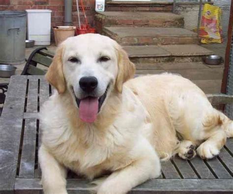 Notice, by looking at your dogs ear, that the hair naturally grows longer at the top, and shorter towards the tip. Short Haired Golden Retriever - RIP Bonny