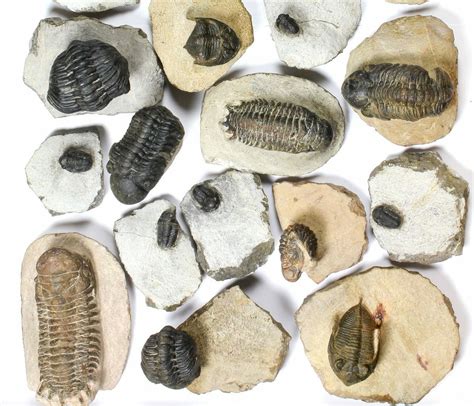 Lot Assorted Devonian Trilobites 22 Pieces 120383 For Sale