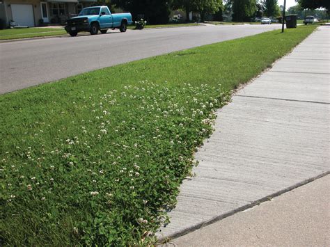 To encourage latent weeds and vegetation to grow, provide the tilled area with a light misting of water every day. Lawn Care Tips—Stopping White Clover Before it Spreads | Green Industry Pros