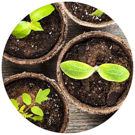 Lesson Plans The Plant Soil Relationship Kidsgardening