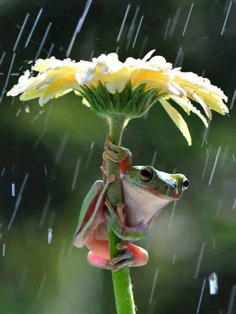 quand la grenouille s accroche à son parapluie avec images animaux sauvages photo