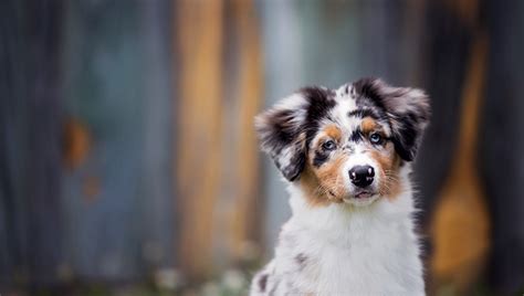 If you are looking to adopt or buy a aussie take a look here! Australian Shepherd Puppies: Cute Pictures And Facts - DogTime