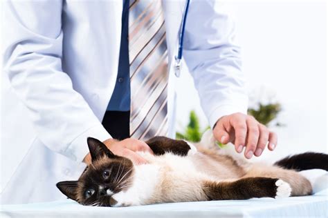 Feeding Tubes In Cats Procedure Efficacy Recovery Prevention Cost