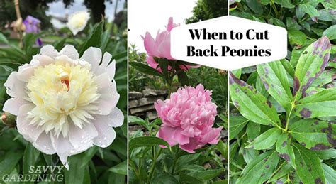 When To Cut Back Peonies Time Your Pruning To Help Next Years Blooms