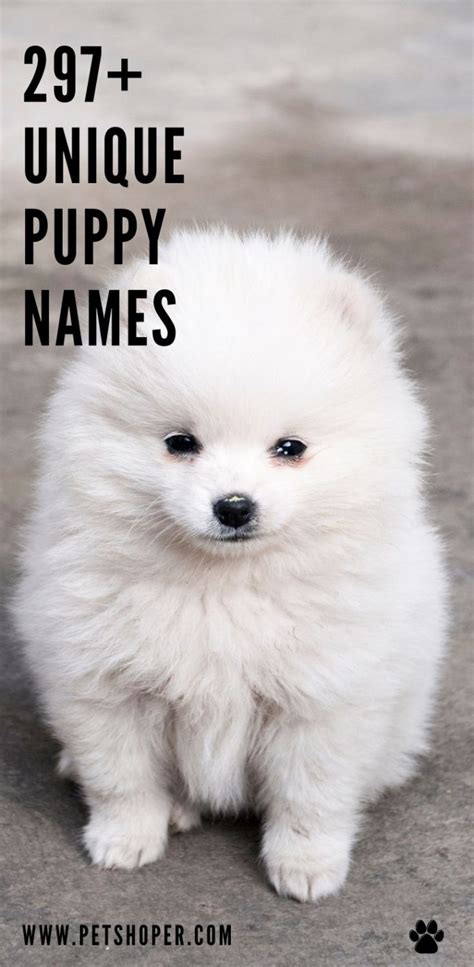 Unique Puppy Names 297 Cool Ideas With Video Petshoper